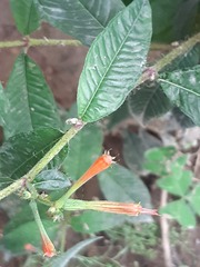 Cuphea appendiculata