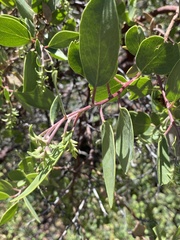 Arctostaphylos mewukka