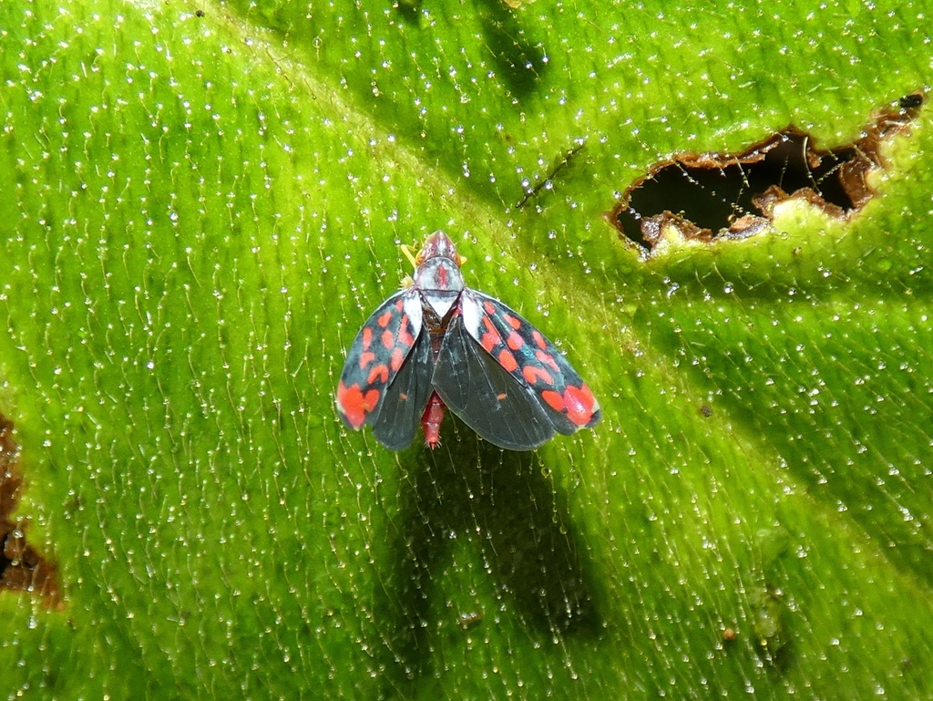 Ladoffa lobata