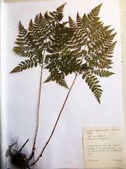 Dryopteris amurensis