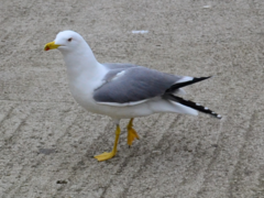 Larus michahellis