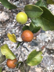 Petalostigma banksii