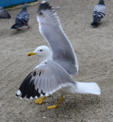Larus michahellis
