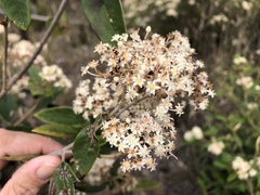 Pomaderris canescens