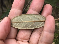 Pomaderris canescens