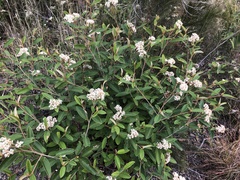 Pomaderris canescens