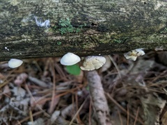 Crepidotus vulgaris