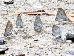 Celastrina lavendularis himilcon