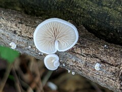 Crepidotus vulgaris