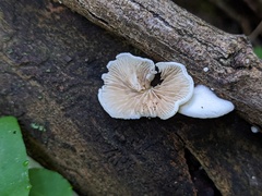 Crepidotus vulgaris