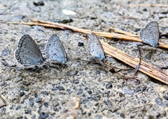 Celastrina lavendularis himilcon