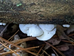Crepidotus vulgaris