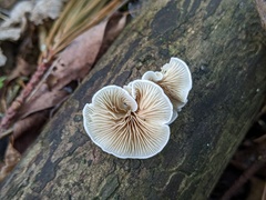 Crepidotus vulgaris