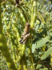 Agroecotettix modestus