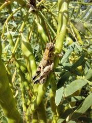 Agroecotettix modestus