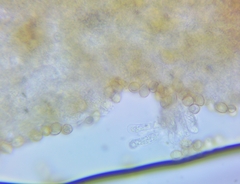 Crepidotus vulgaris