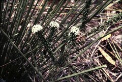 Platysace stephensonii