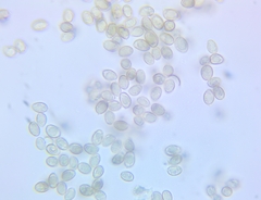 Crepidotus vulgaris