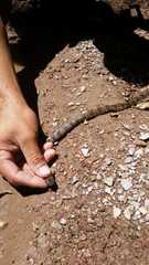 Leptodeira rhombifera