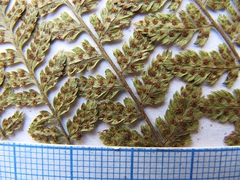 Dryopteris amurensis