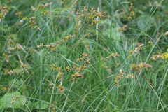 Carex pseudobrizoides