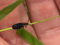 Calochromus perfacetus