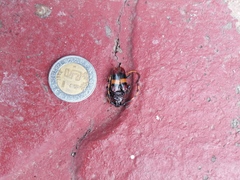 Trachyderes elegans