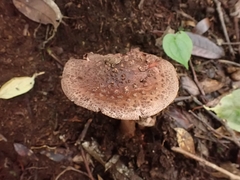 Amanita brunneolocularis