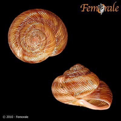 Leptaxis nivosa