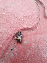 Trachyderes elegans