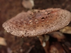 Amanita brunneolocularis
