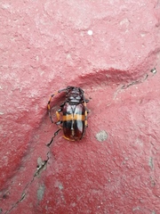 Trachyderes elegans
