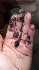Lithobates sylvaticus