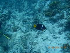 Holacanthus passer