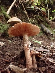 Amanita brunneolocularis