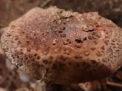 Amanita brunneolocularis