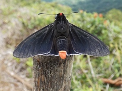 Pyrrhopyge infantilis