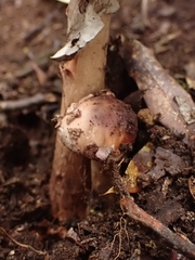 Amanita brunneolocularis