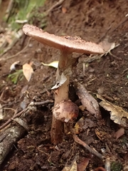 Amanita brunneolocularis