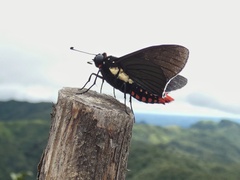 Pyrrhopyge infantilis