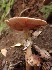 Amanita brunneolocularis