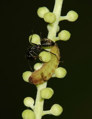 Celastrina neglectamajor