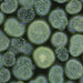 Cyanobacteria - Photo (c) Specious Reasons,  זכויות יוצרים חלקיות (CC BY-NC)