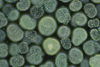 Cyanobacteria - Photo (c) Specious Reasons, some rights reserved (CC BY-NC)