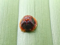 Spaethiella miniata image