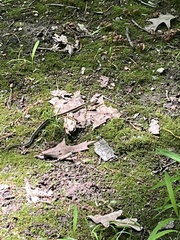 Thamnophis sirtalis