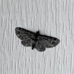 Pasiphila rectangulata