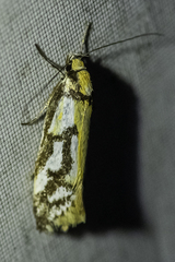 Philobota sophia