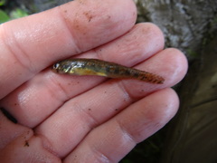 Etheostoma exile