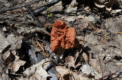 Gyromitra fastigiata